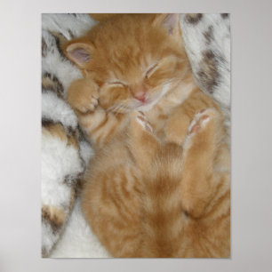Affiche Kitten Love
