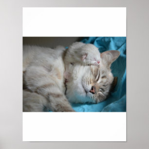 Affiche Kitten Love