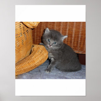 Affiche Kitten Love