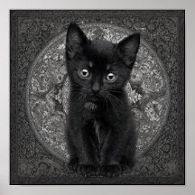 Kitten noir