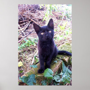Affiche Kitten noir