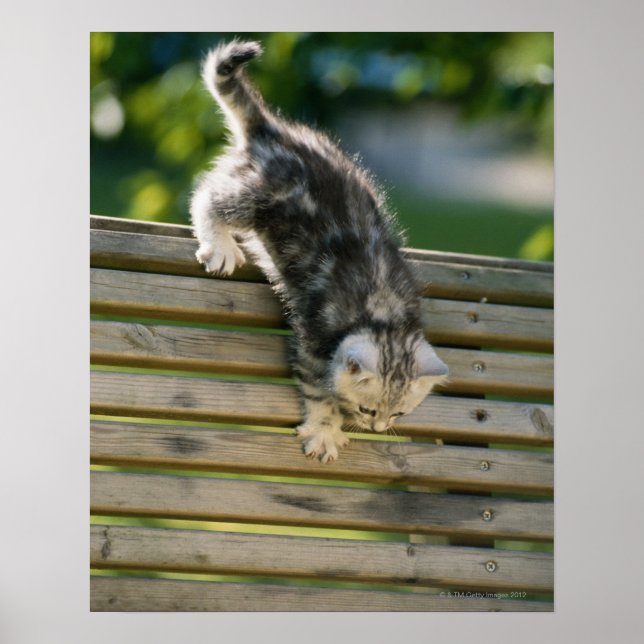 Affiche Kitten se déplaçant sur le banc (Devant)