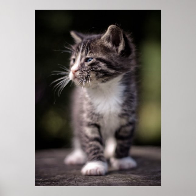 Affiche Kitten Standing Tall (Devant)