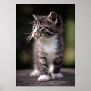 Affiche Kitten Standing Tall