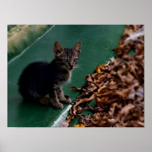 Affiche Kitten sur le toit