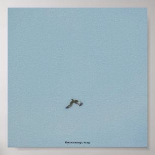 Affiche Kittiwake à patte noire