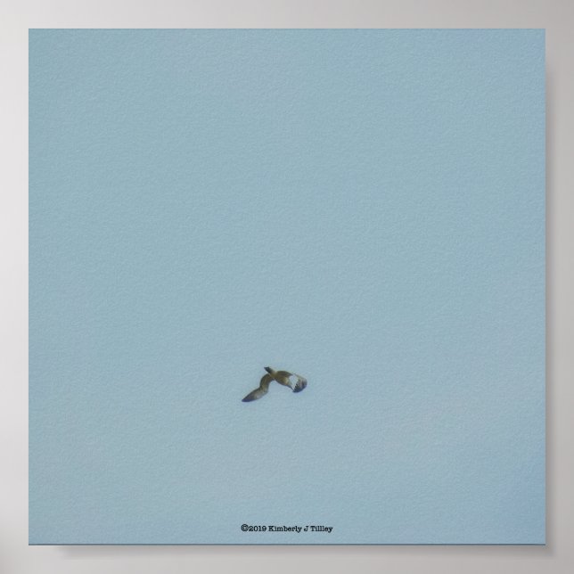 Affiche Kittiwake à patte noire (Devant)