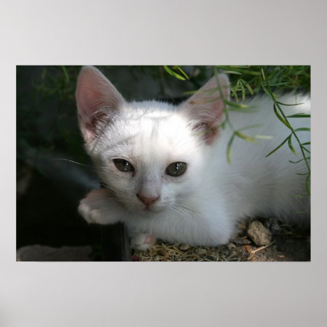 Affiche Kitty blanc (Devant)