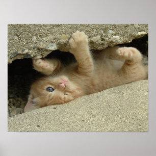 Affiche Kitty Cat Super Héros Humour
