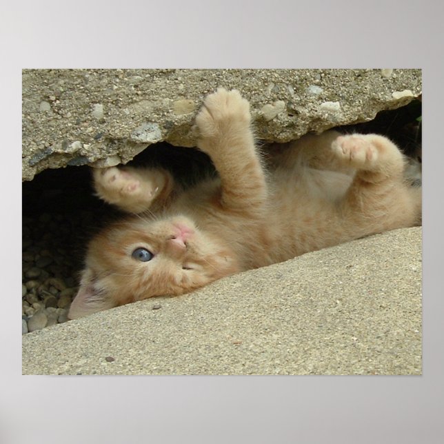 Affiche Kitty Cat Super Héros Humour (Devant)