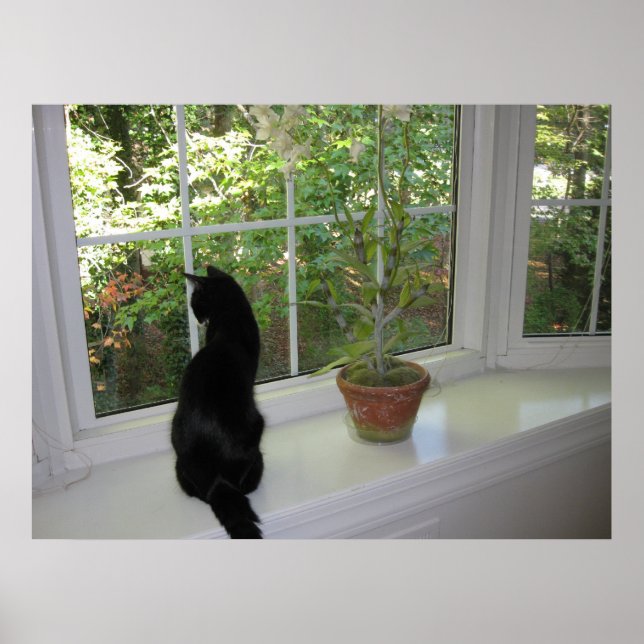 Affiche Kitty dans la fenêtre (Devant)