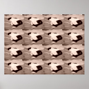 Affiche Kitty dormant/noir/blanc photo