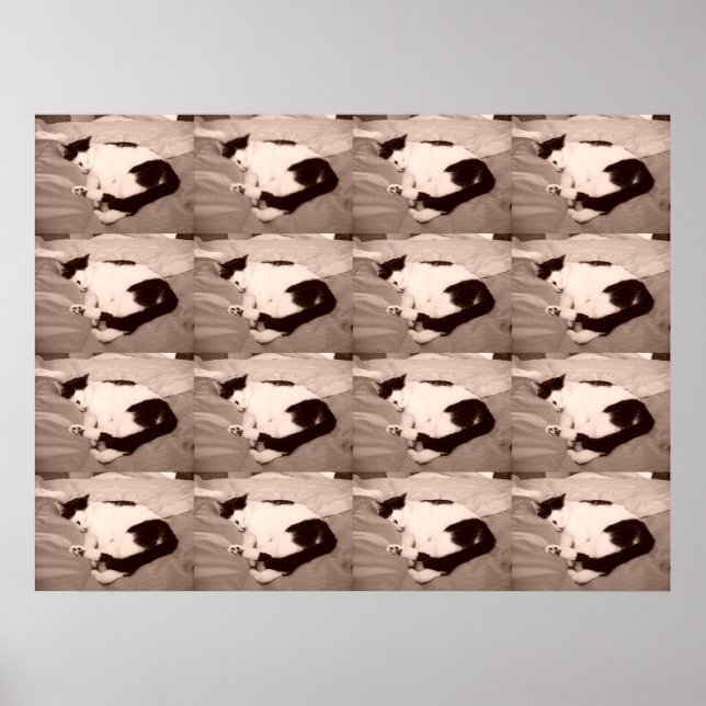 Affiche Kitty dormant/noir/blanc photo (Devant)
