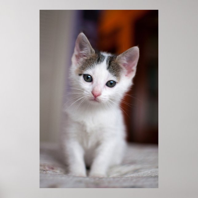 Affiche Kitty tacheté blanc (Devant)