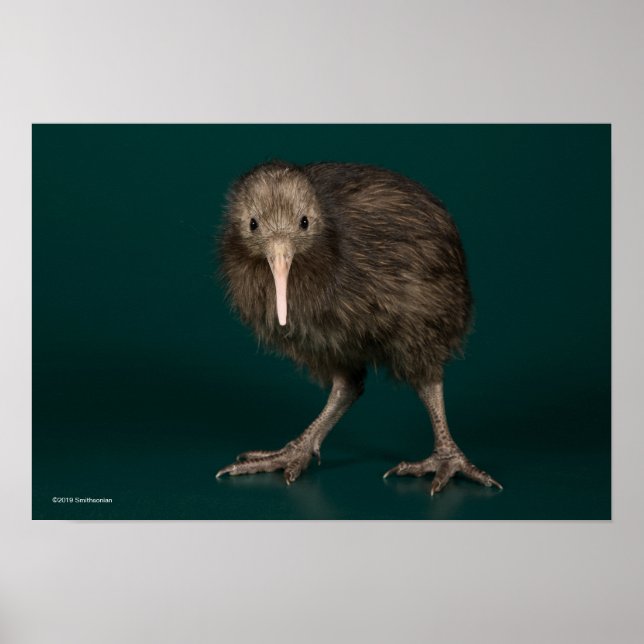 Affiche Kiwi Brown de North Island (Devant)