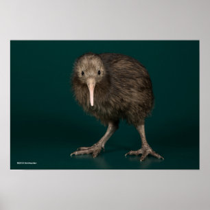 Affiche Kiwi du nord de brun d'île