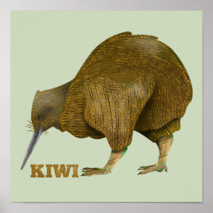Affiche Kiwi N.Z. Bird