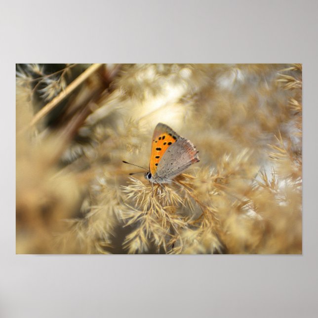 Affiche Kleiner Feuerfalter (Devant)