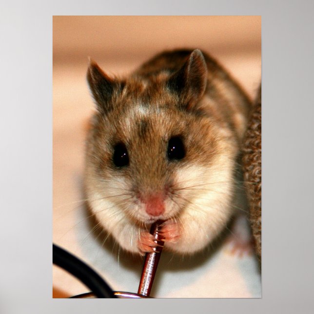 Affiche Knaw (Devant)