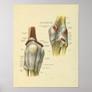 Affiche Knee Ligaments Joint Anatomy Bones Print