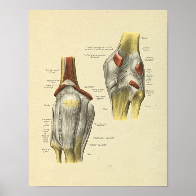 Affiche Knee Ligaments Joint Anatomy Bones Print (Devant)