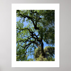 Affiche Knots California Green Color Photography