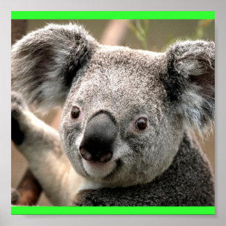 Affiche Koala