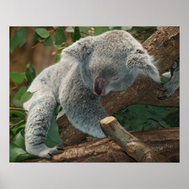 Affiche Koala (Devant)