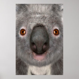 Affiche Koala