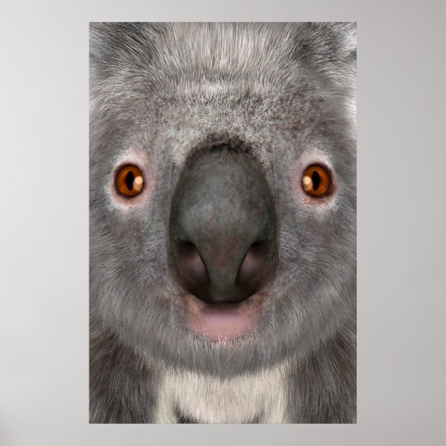 Affiche Koala (Devant)