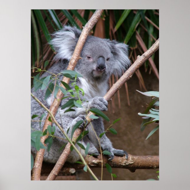 Affiche Koala 14 (Devant)