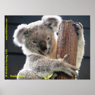Affiche Koala australien