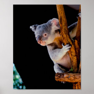 Affiche Koala Cute en gris arbre