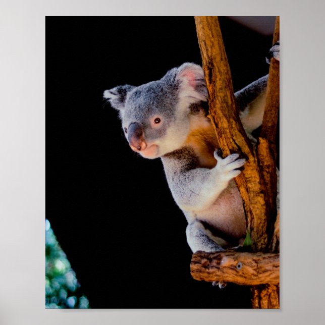 Affiche Koala Cute en gris arbre (Devant)