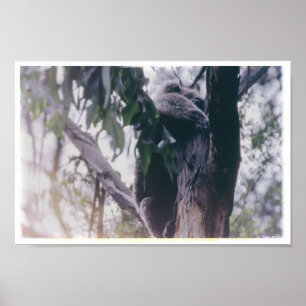 Affiche Koala dans un arbre