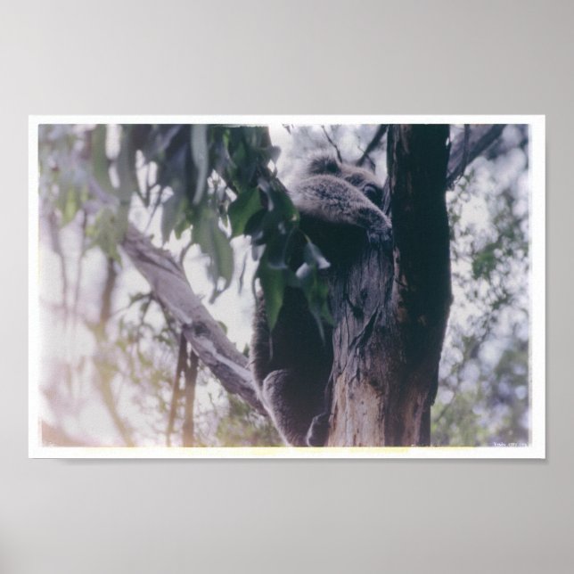 Affiche Koala dans un arbre (Devant)