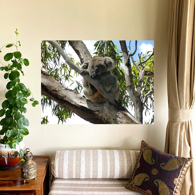 Affiche Koala - Dormir (Créateur téléchargé)