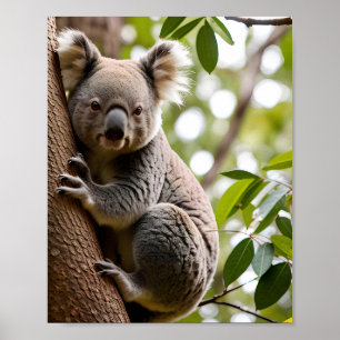 Affiche Koala Escalade un arbre
