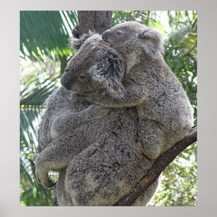 Affiche Koala et bébés Australie Photo ZIZZAGO
