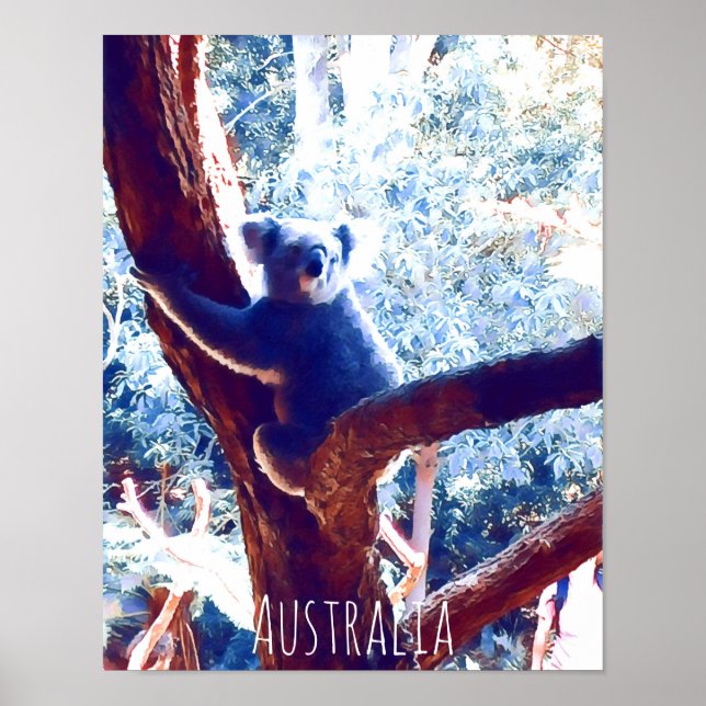Affiche Koala in tree animal Australie (Devant)