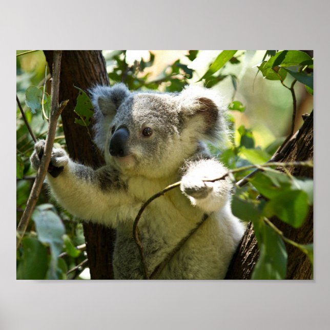 Affiche koala ours australien brousse arbre forêt grimper (Devant)