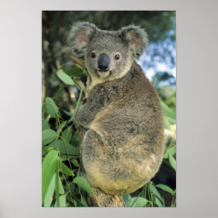 Affiche Koala, Phascolarctos cinereus), endangered,