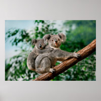Koala, phascolarctos cinereus, Femme qui vous port
