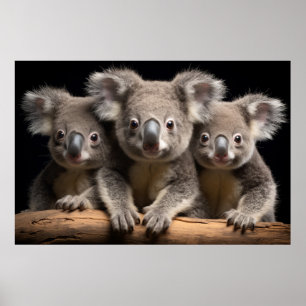 Affiche Koala Wild Animal Portrait Nature Beauté