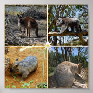 Affiche Koala, Wombat, Quokka, Kangourou,