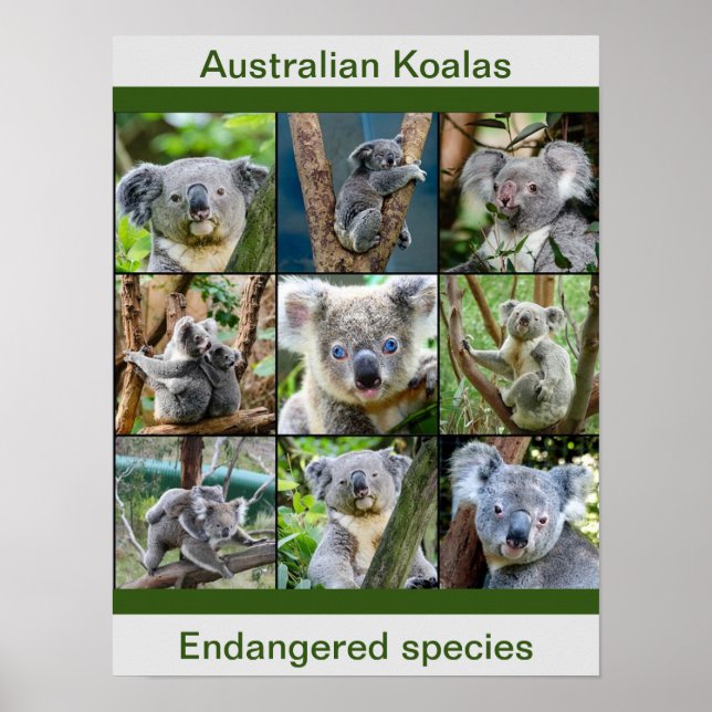 Affiche Koalas australienne, Espèces menacées (Devant)