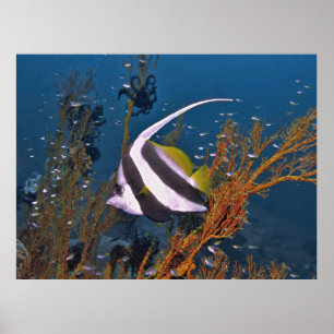 Affiche Koh Lipe Banerfish