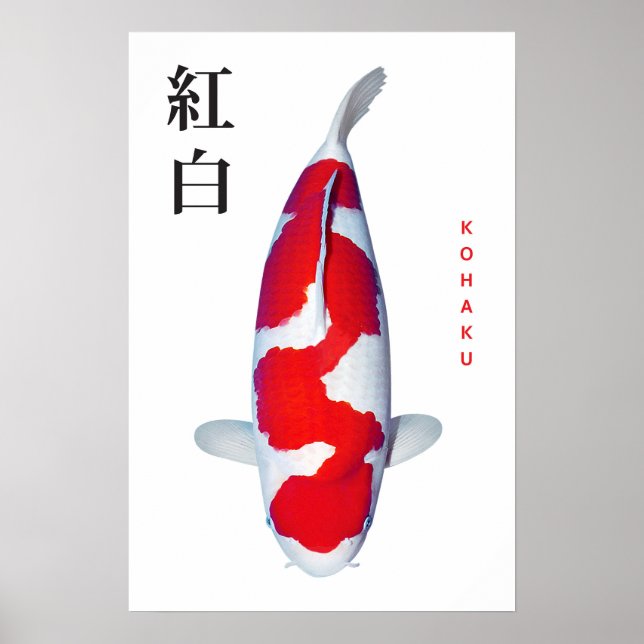 Affiche Kohaku Koi Elegance (Devant)