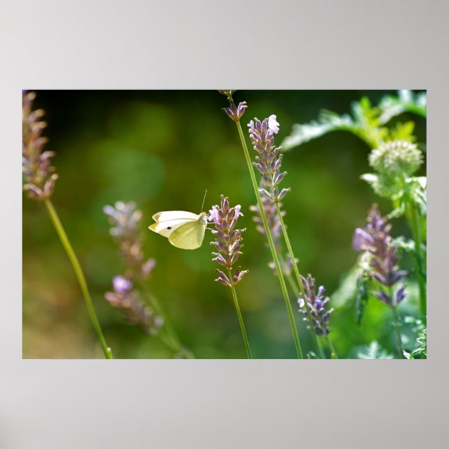 Affiche Kohlweißling Lavendel (Devant)