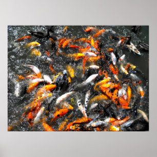 Affiche Koi carp feeding frenzy